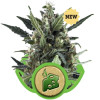 Blue Cheese Automatic SALE