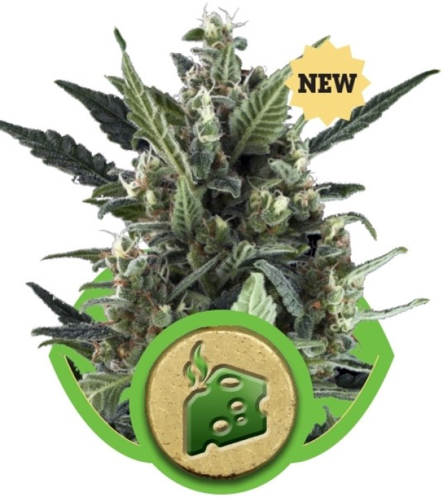 Blue Cheese Automatic SALE