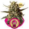 BubbleGum XL SALE