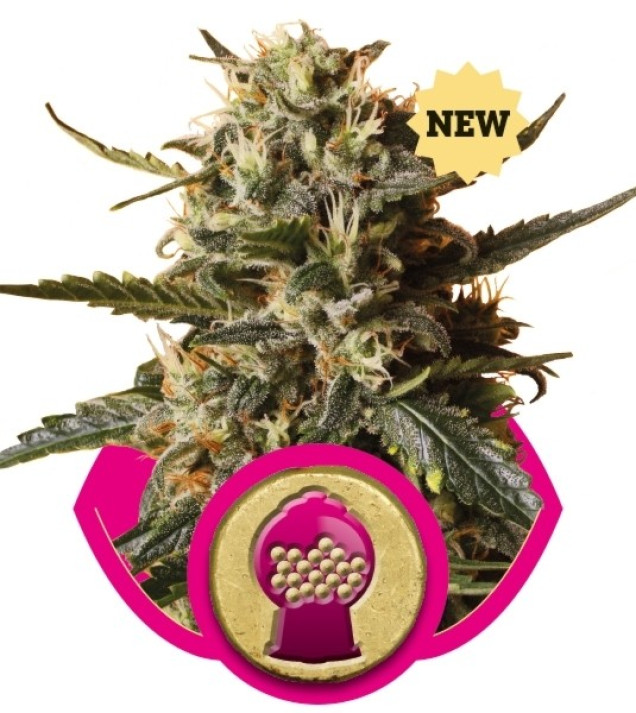 BubbleGum XL SALE