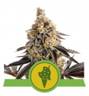 Cookies Gelato Auto SALE