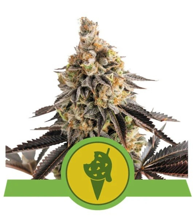 Cookies Gelato Auto SALE