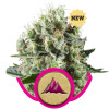 Critical Kush SALE
