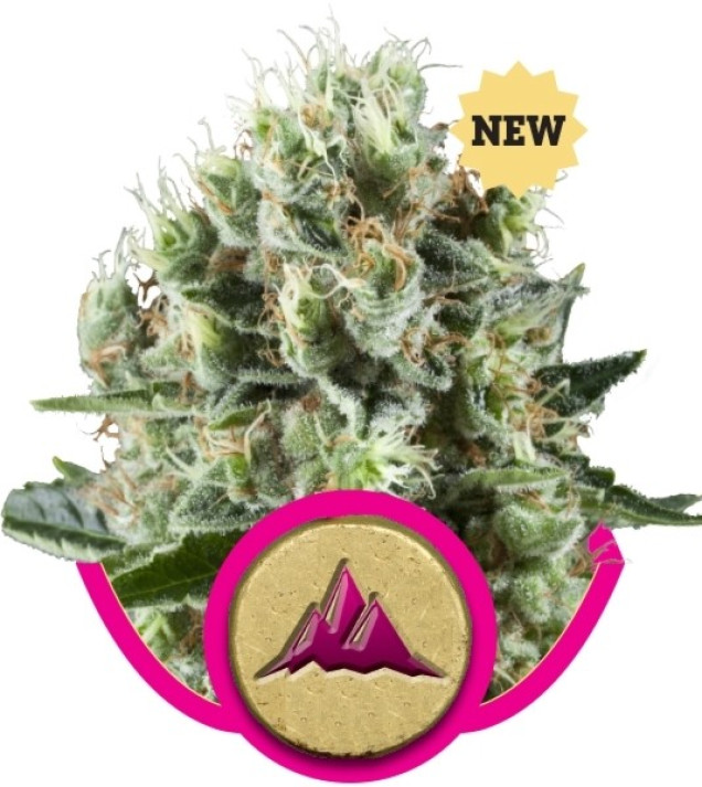 Critical Kush SALE