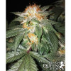 Critical Kush SALE