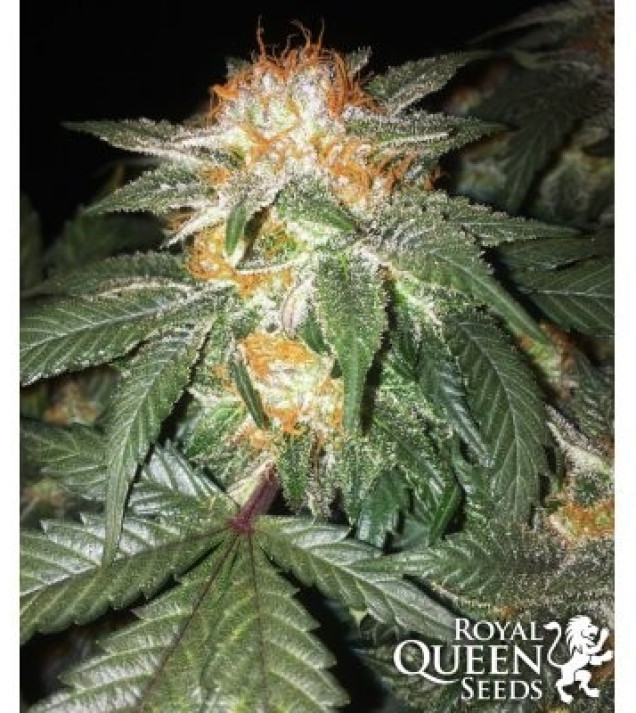 Critical Kush SALE