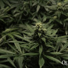 Critical Kush SALE