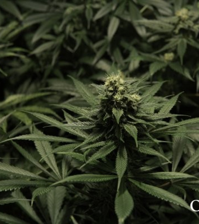 Critical Kush SALE
