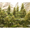 Critical Kush SALE