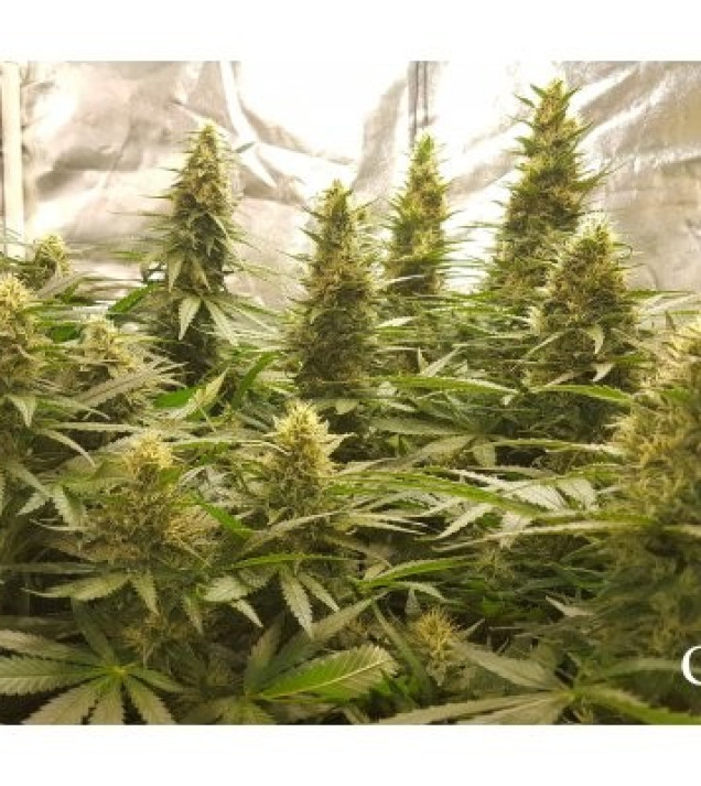 Critical Kush SALE