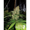 Critical Kush SALE