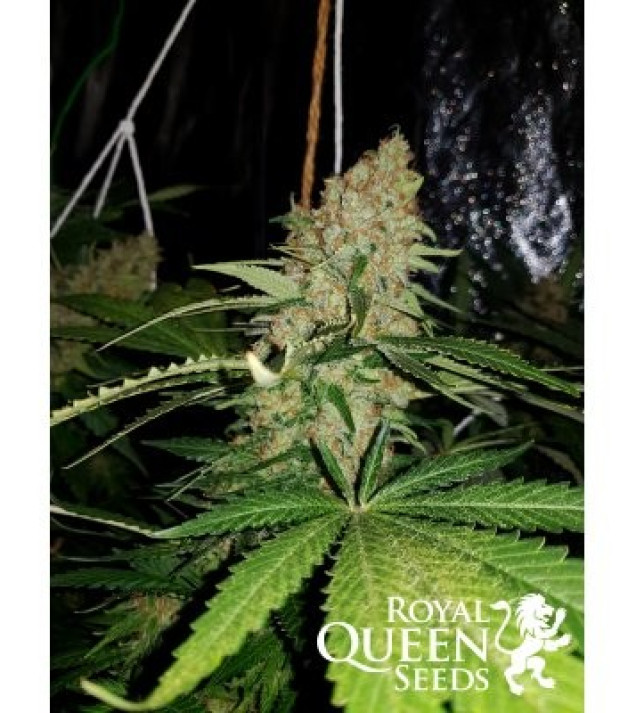 Critical Kush SALE