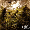 Critical Kush SALE
