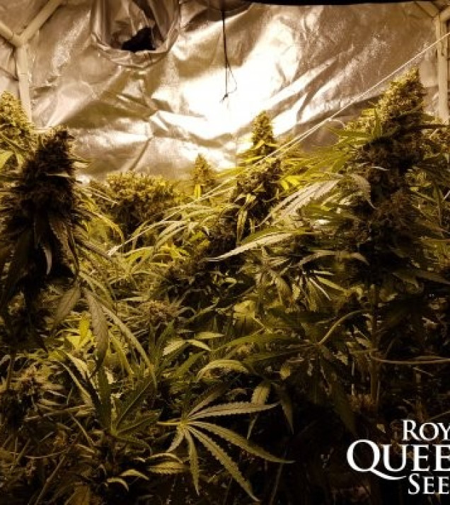 Critical Kush SALE