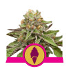 Green Gelato SALE