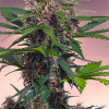 Auto Black Mazar XL SALE
