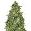 AK 44 Auto SALE