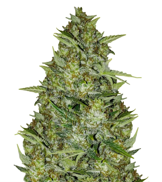 AK 44 Auto SALE