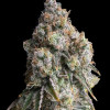 WiFi OG Haze DE - Ganja Farmer