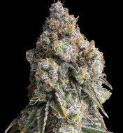 WiFi OG Haze DE - Ganja Farmer