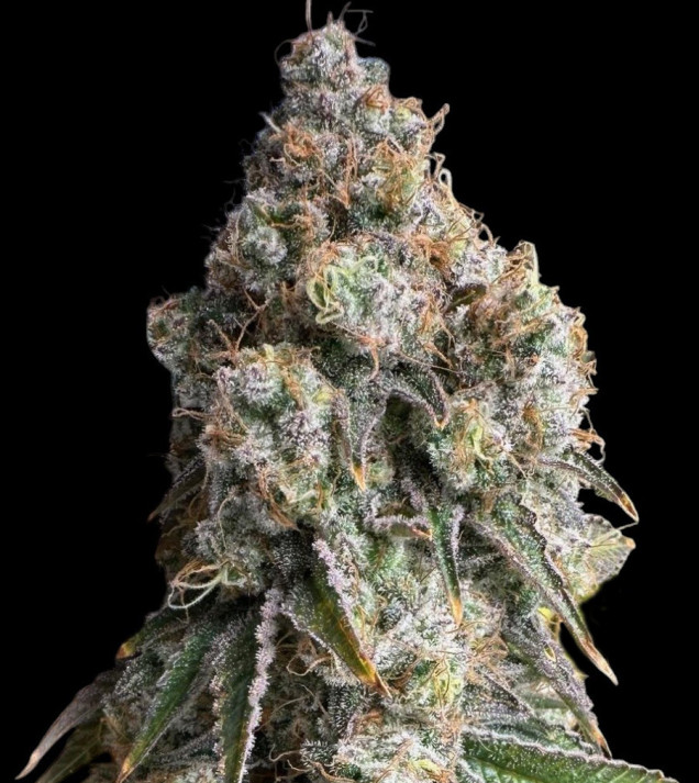 WiFi OG Haze DE - Ganja Farmer