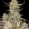Apricot Gorilla Auto DE - Ganja Farmer
