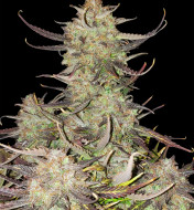 Apricot Gorilla Auto DE - Ganja Farmer