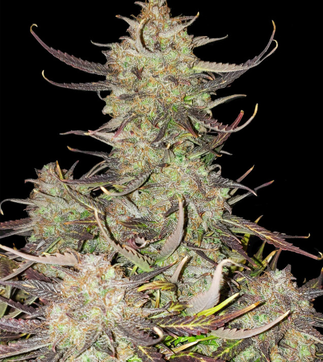 Apricot Gorilla Auto DE - Ganja Farmer