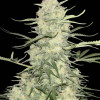 Amnesia F1 Fast  DE - Ganja Farmer