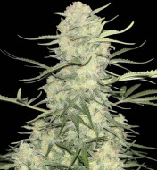 Amnesia F1 Fast  DE - Ganja Farmer