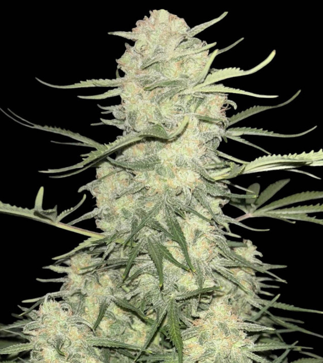 Amnesia F1 Fast  DE - Ganja Farmer