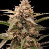Mimosa Zkittlez Auto  DE - Ganja Farmer