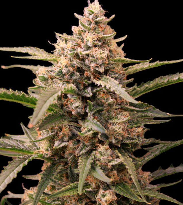Mimosa Zkittlez Auto  DE - Ganja Farmer