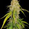 White Widow  DE - Ganja Farmer