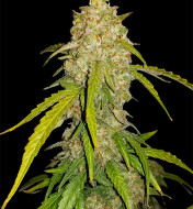 White Widow  DE - Ganja Farmer