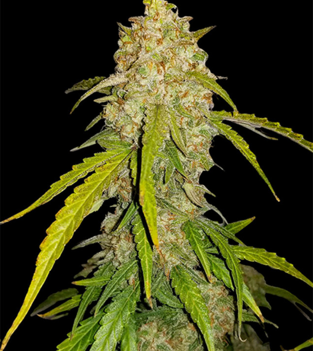 White Widow  DE - Ganja Farmer