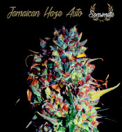 Jamaican Haze Auto