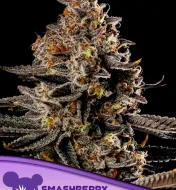 Smashberry Fumez Auto