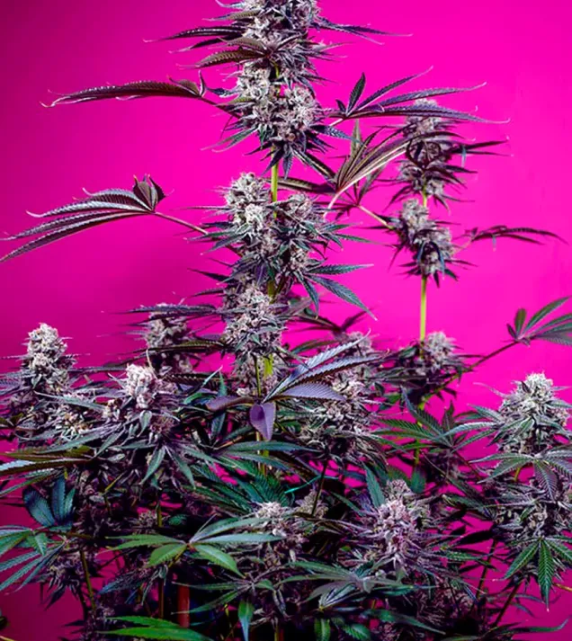 Studio 54 Stardust Auto