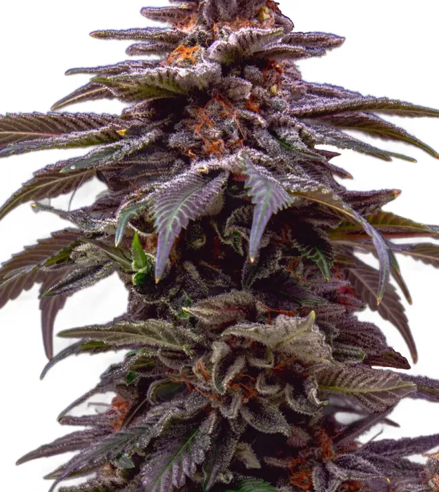 Tropicana Cookies Purple Auto