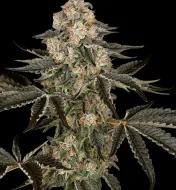 Sauvignon Blanc Auto