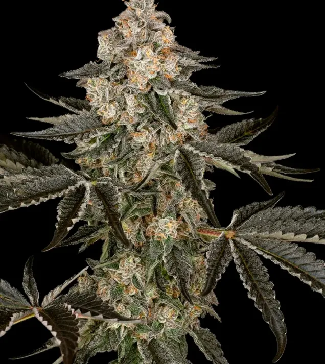 Sauvignon Blanc Auto