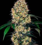 Sensi Amnesia XXL Auto