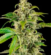 Sweet & Sour Cream Auto