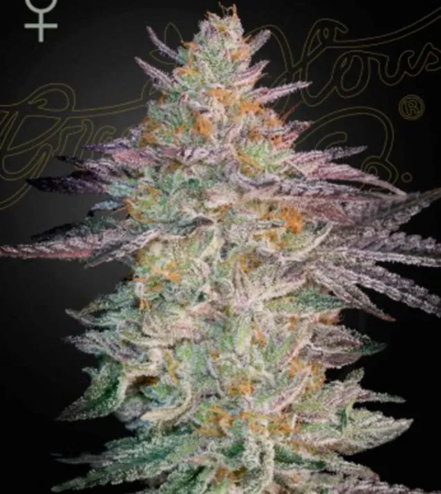 Super Lemon Haze x GMO