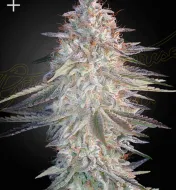 Super Lemon Haze x Pink Candy