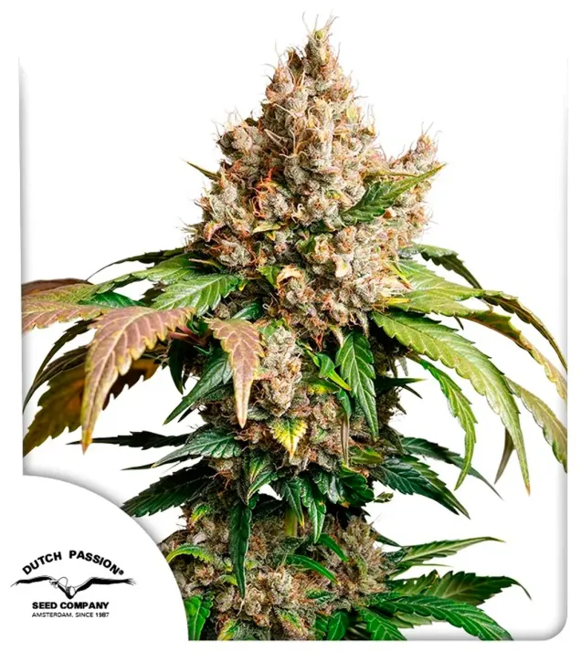 Auto Red Tropicana Cookies