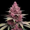 Black Cherry Punch