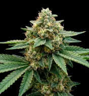 Early Skunk Fast Version