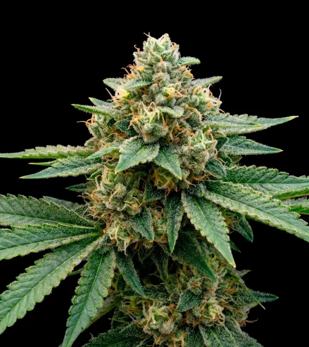 Early Skunk Fast Version